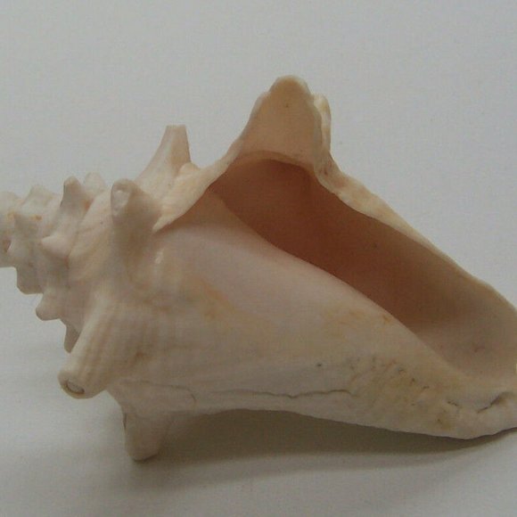 Large Conch Shells - Picture 3 of 5
